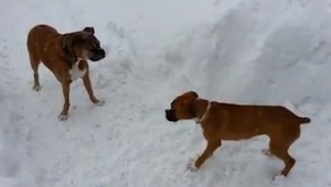 Dos boxers pasan buen rato jugando sobre la nieve, pero de repente uno de ellos 